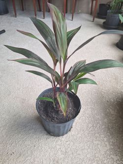 Potted Red Sister plant (Hawaiian Ti Plant)