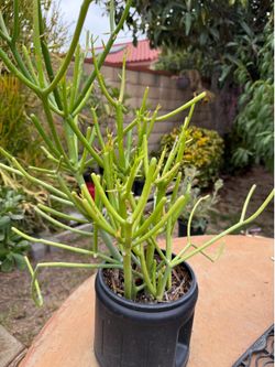Firestock Plant