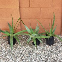 Aloe Vera/Succulent Plant/Desert Plant 