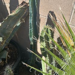 Pervuvian Apple Cactus 