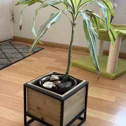 Small Plant Stand (PLANT FREE✨)