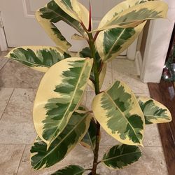 Variegated Ficus Teneke Rubber Plant (pls Read Description Below)
