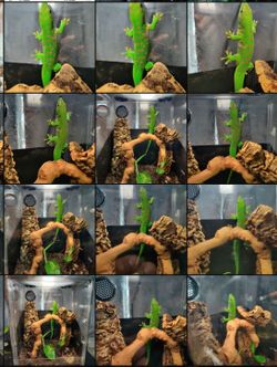 Reptile terrarium