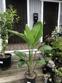 Bird Of Paradise