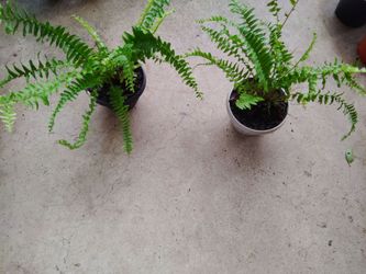 plantas $8