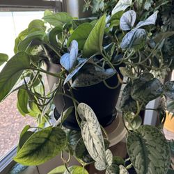 Silver Satin Pothos - AVAILABLE in Goodyear