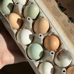 Fresh Organic Pasture Raised Chicken Eggs