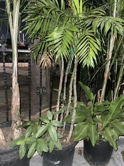 Plants For Sale Good Price!