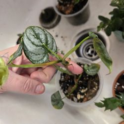 Philodendron  BILLIE 