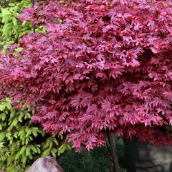 ‘Adrian’s Compact’ Dwarf Japanese Maple Trees —