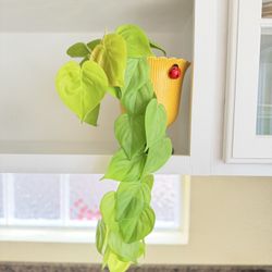 Philodendron Hederaceum 'Lemon Lime'