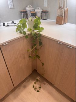 House plant