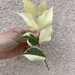 Albo Polyneura plant CUTTING