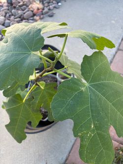 Chicago Hardy fig plant