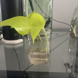 Neon Pothos Clipping W/Roots and Jar