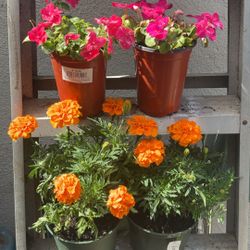 Flowers 🌺🌸🌷🌼 25 Total Lot