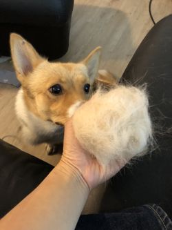 Corgi fuzz ball