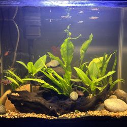 15 Gallon With Filter, Driftwood, And Substrate 