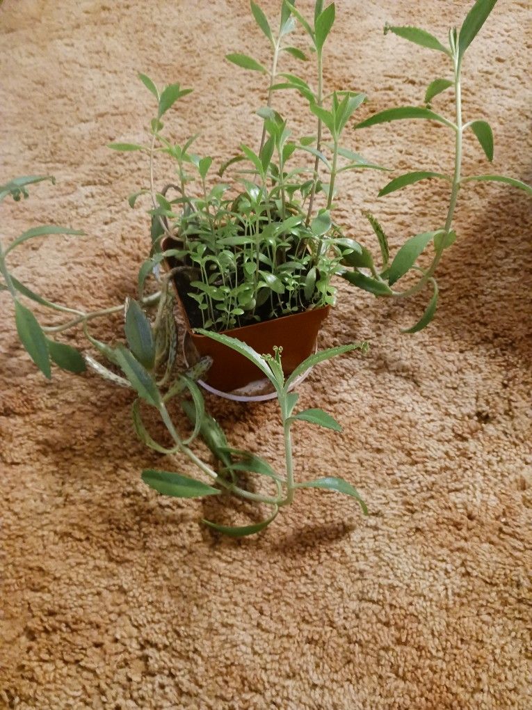 Mother Of Thousand Plant