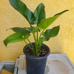 Planta de Alcatraz 