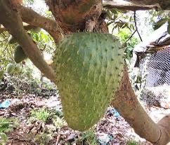 Soursop Seeds