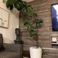 Big fig Plant