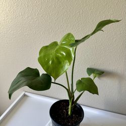 Monstera plant 