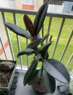 Rubber Fig Plant