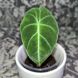 Alocasia Black Velvet - Starter Plant | Indoor Live Plant