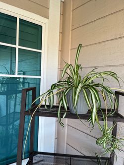 Spider Plant