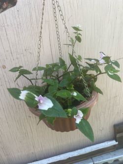 Tradescantia Fluminensis Hanging plant