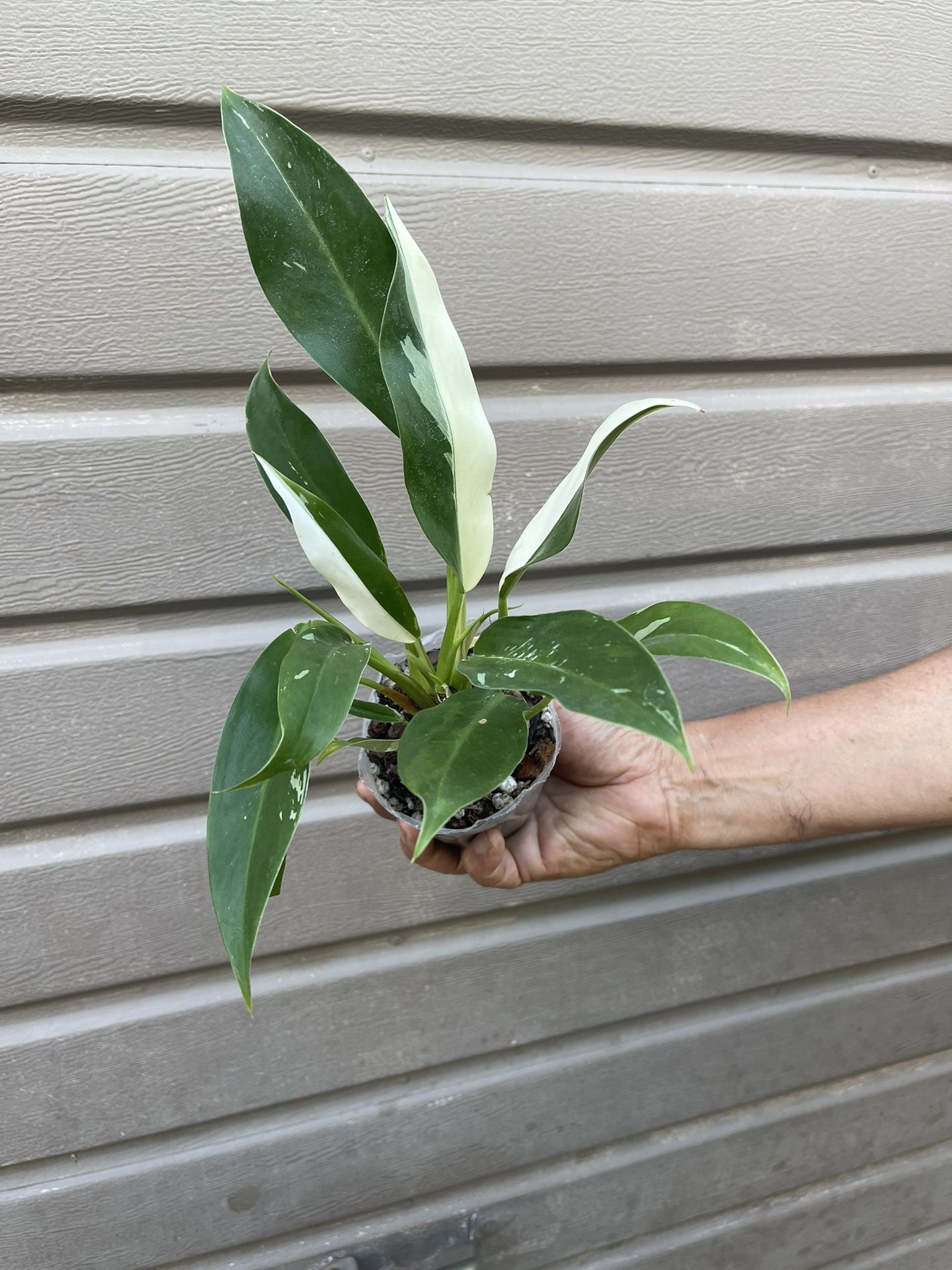 variegated philodendron wend imbe