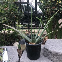 Aloe Vera