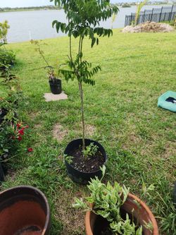 Katuk Plant