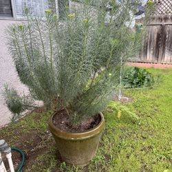 Large Plant In Glazed Pot 