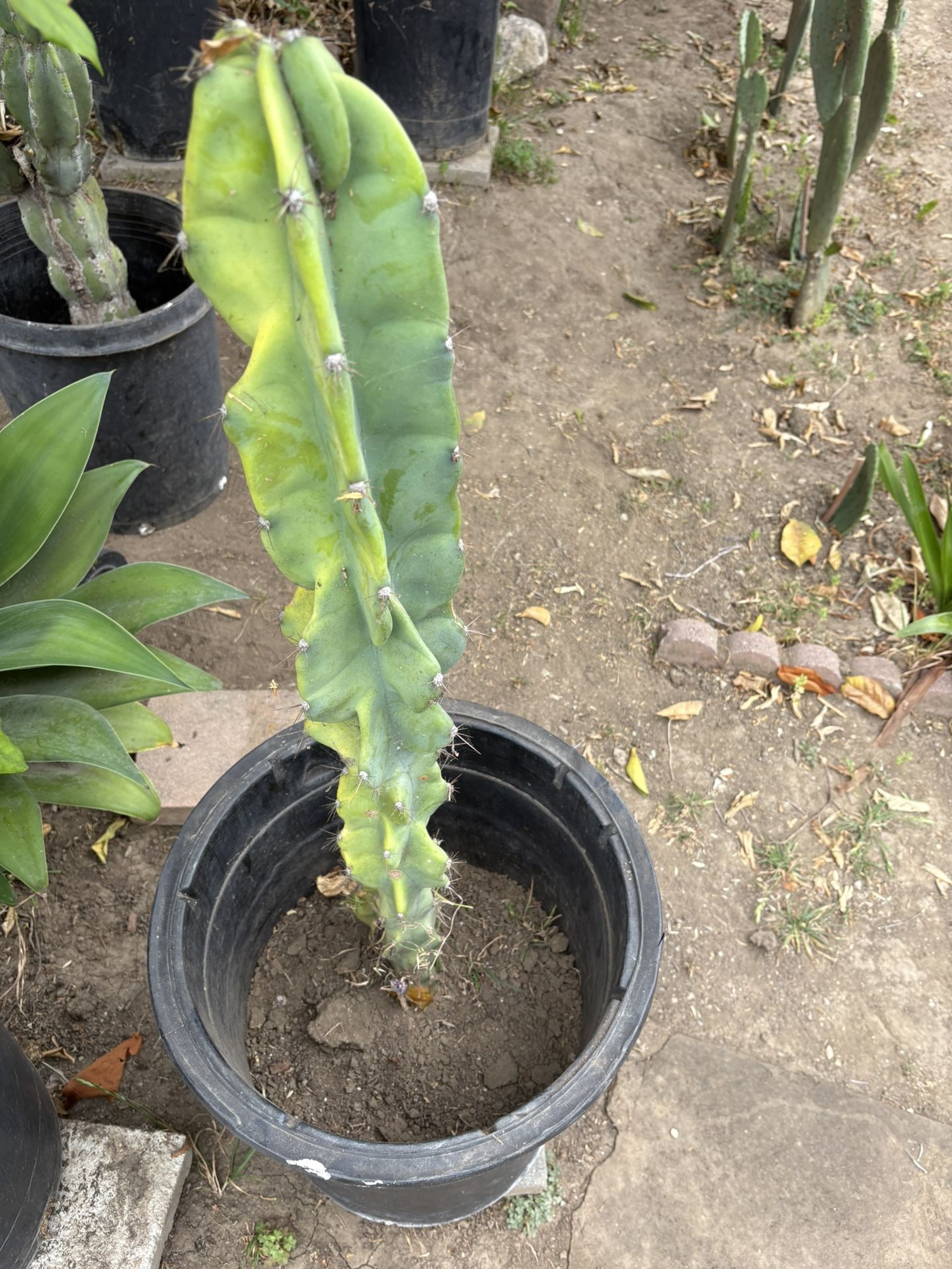 CACTUS PLANT $30 Dollars