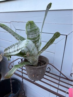 Bromeliad Aechmea Fasciata