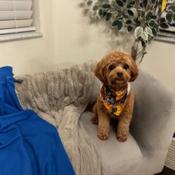 Grey Loveseat/ chaise 