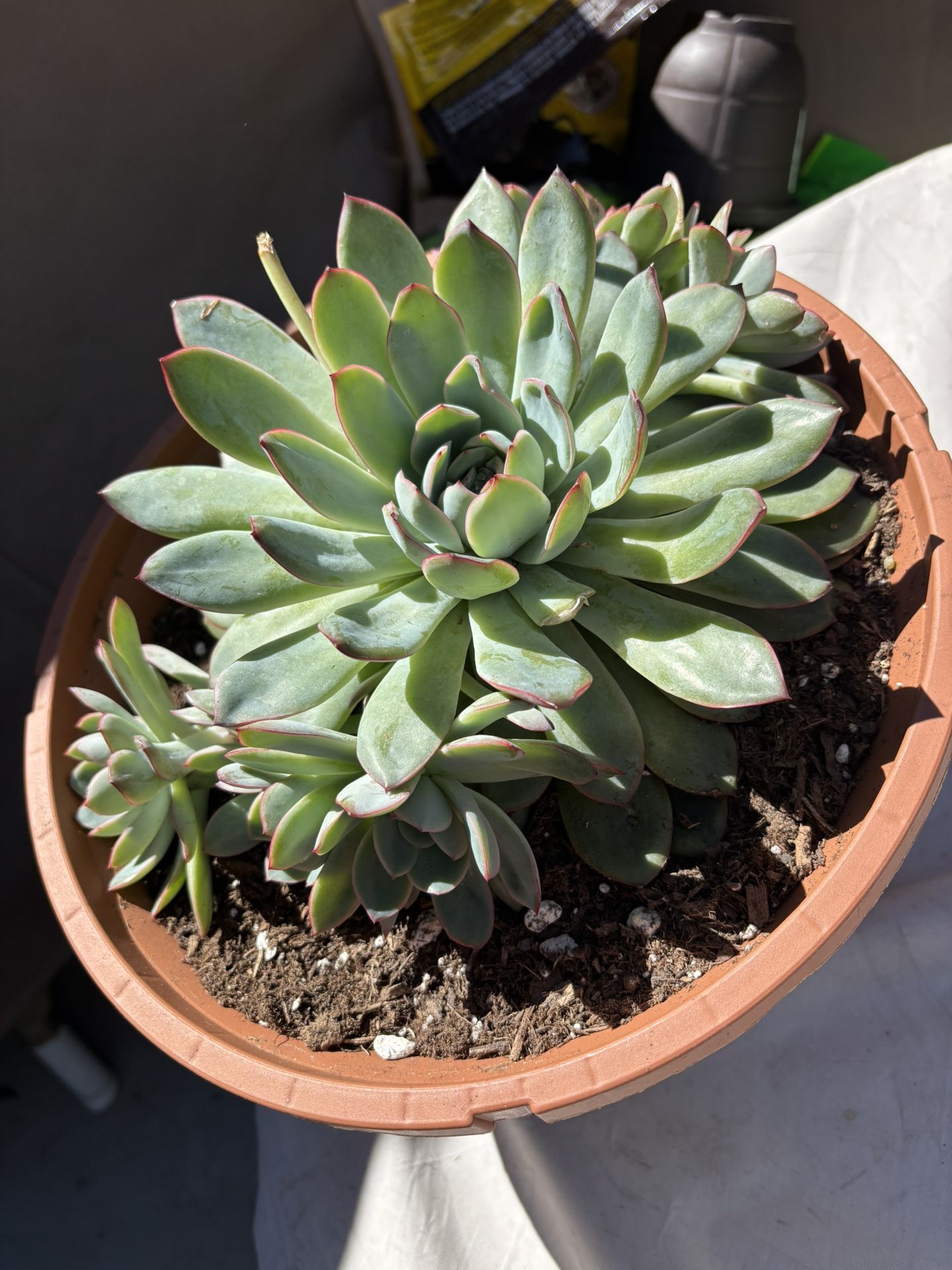 Echeveria Chihuahuensis Succulent (2gallon)