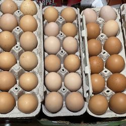 Fresh Eggs, Brown — $6 a dozen,  Best You’ve Ever Eaten!