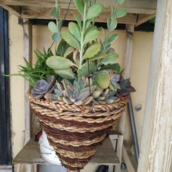 Succulent Garden
