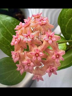 Hoya Fitchii