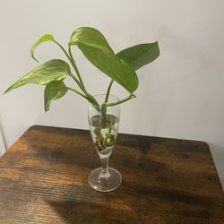 Pothos Plant Cuttings
