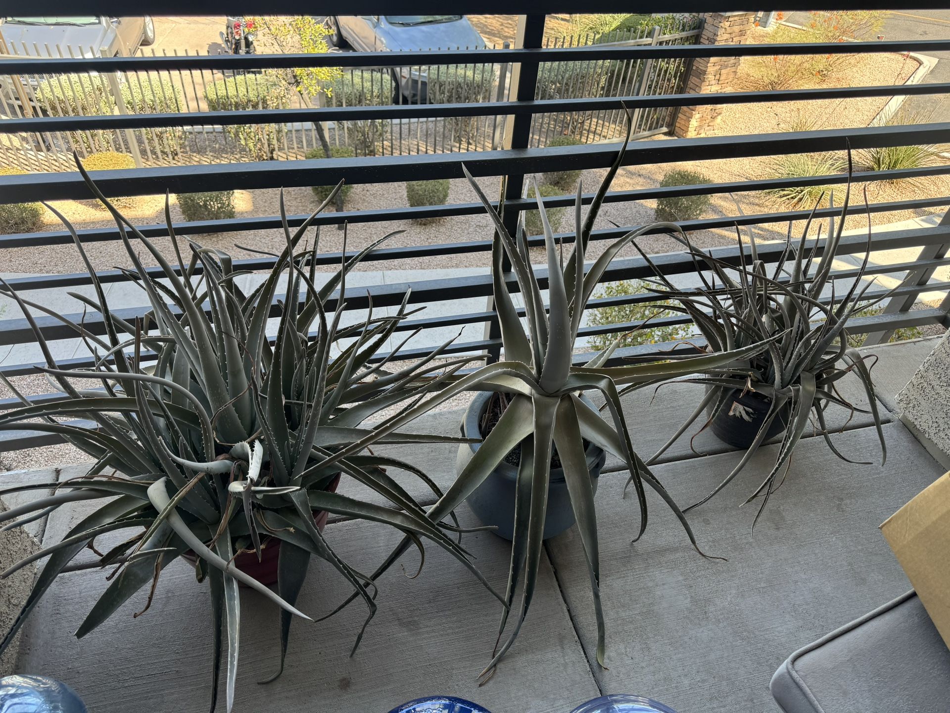 Aloe Plants/ Pots Included