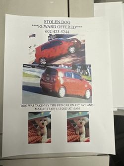 STOLEN DOG