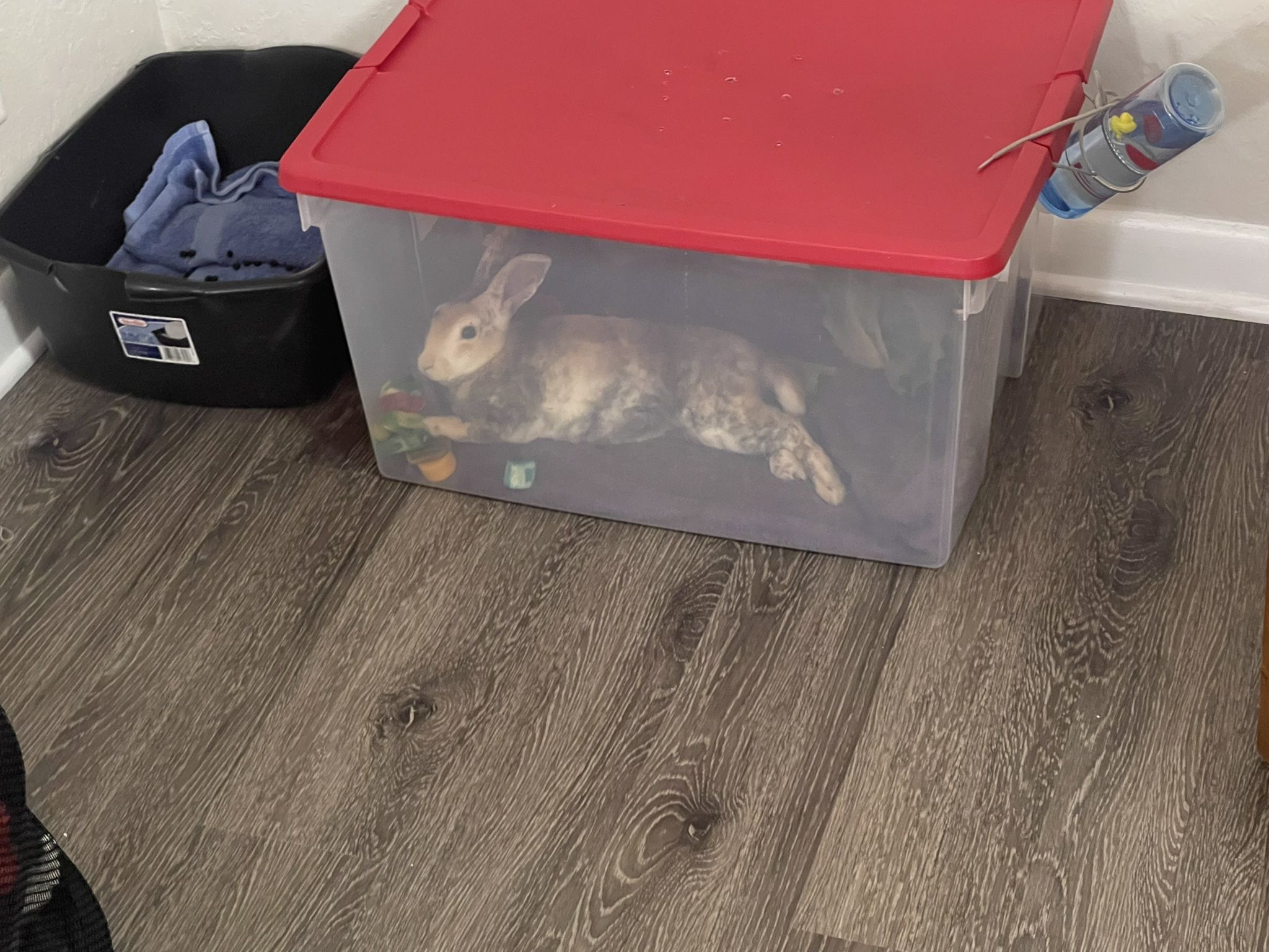 RABBIT!!! Water Bottle