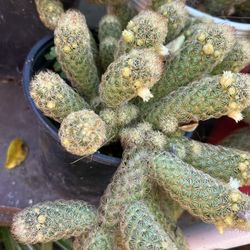 Cactus