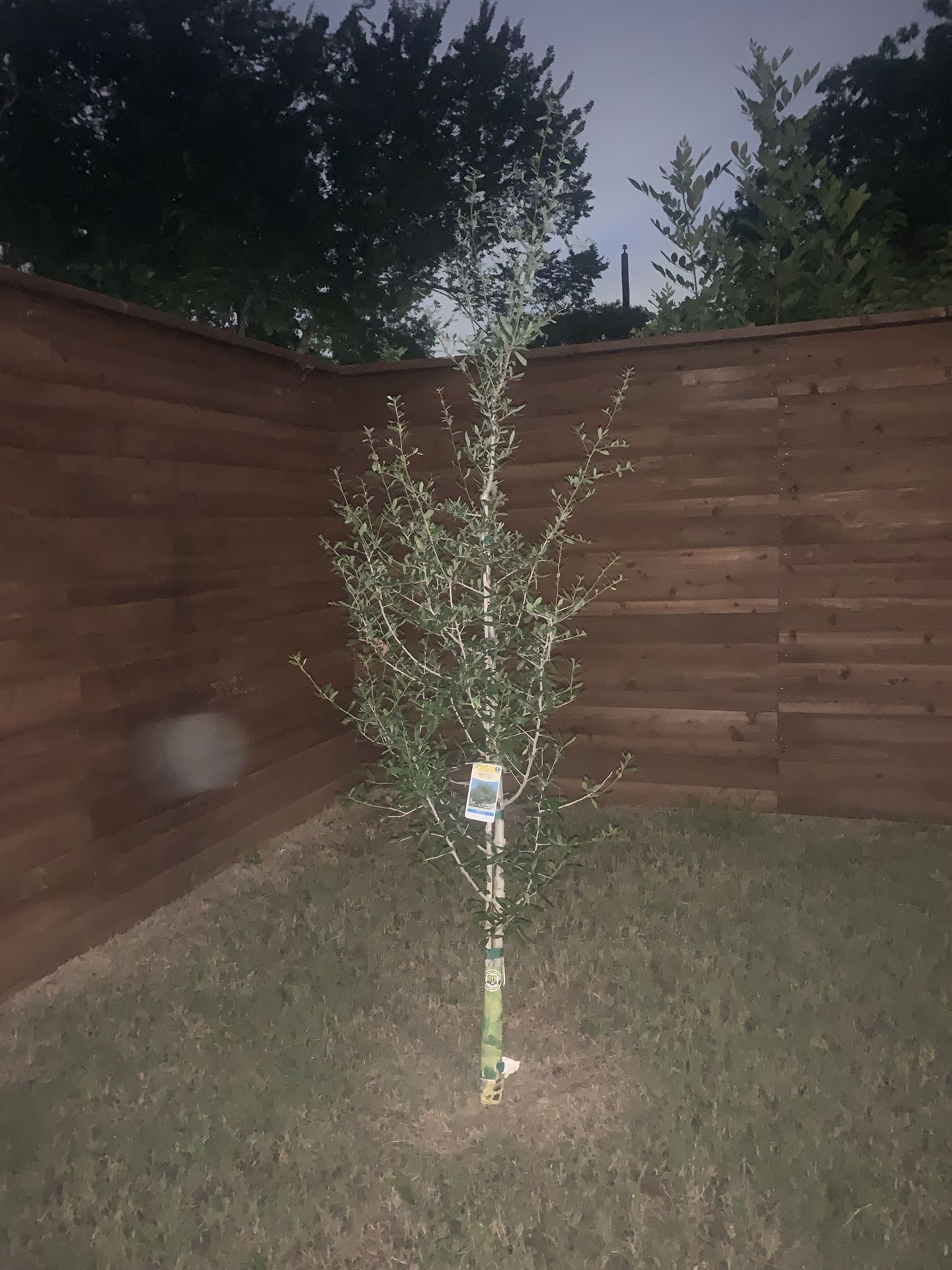This tree for sale includes transplanting and transportation. It's a beautiful tree.