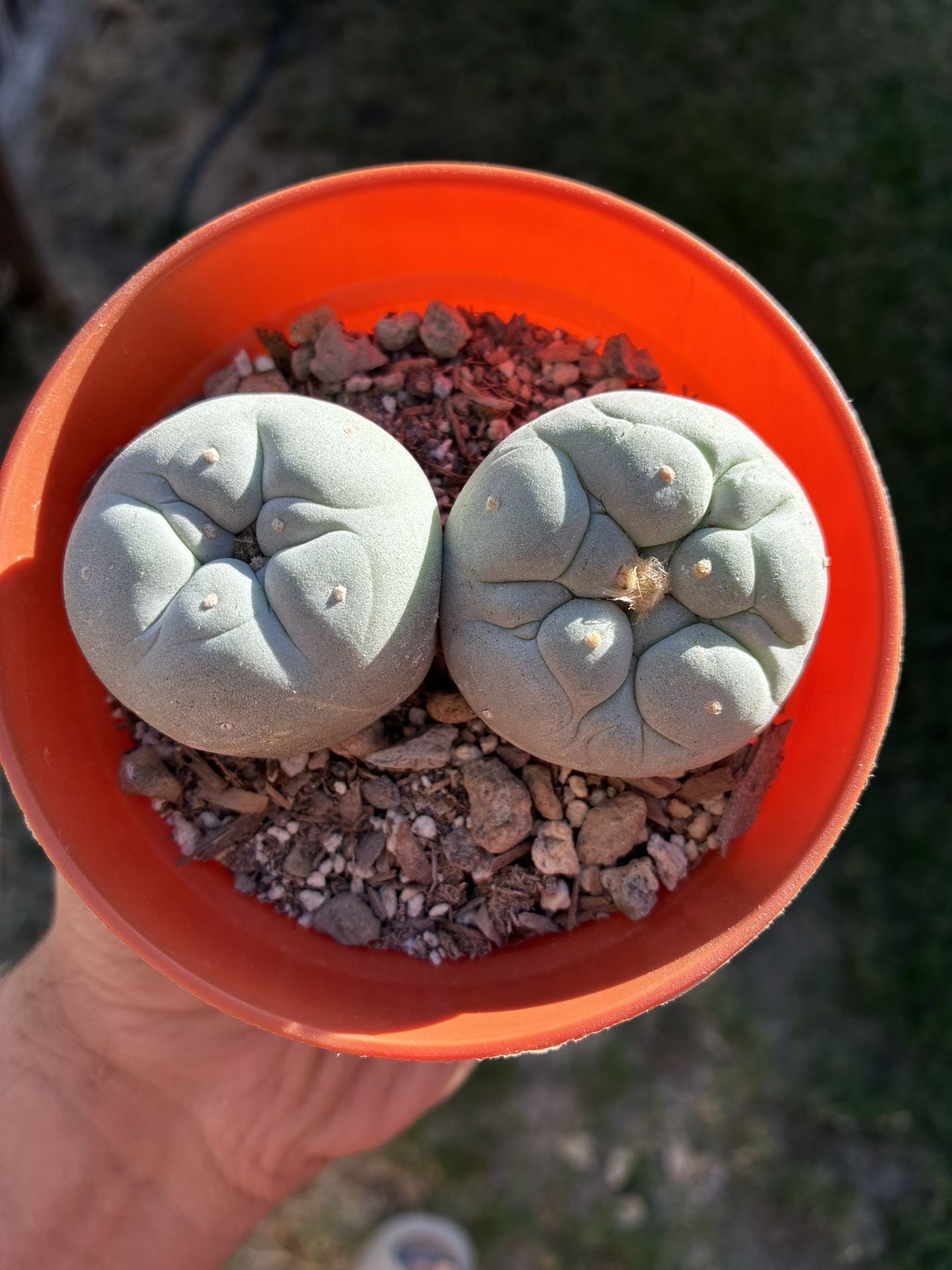 Super White Fricci Rare Cactus Plant Succulent