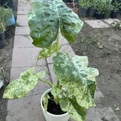 Alocasia Variegated